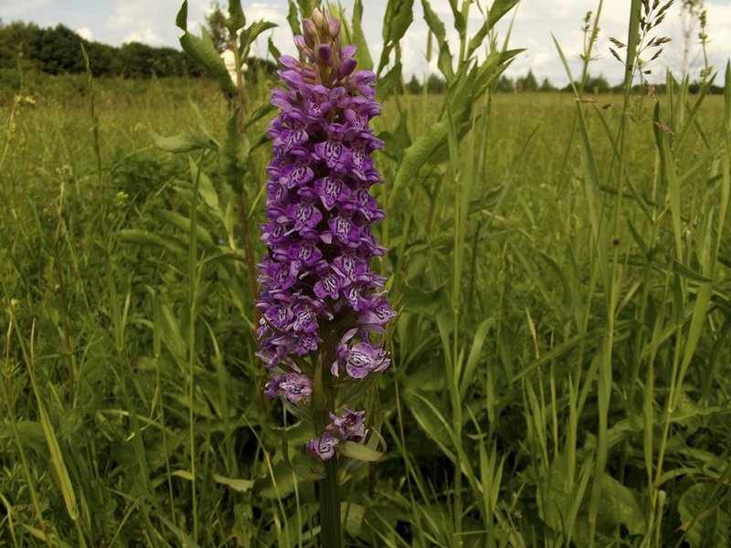 Ятрышник обожженный Orchis ustulata