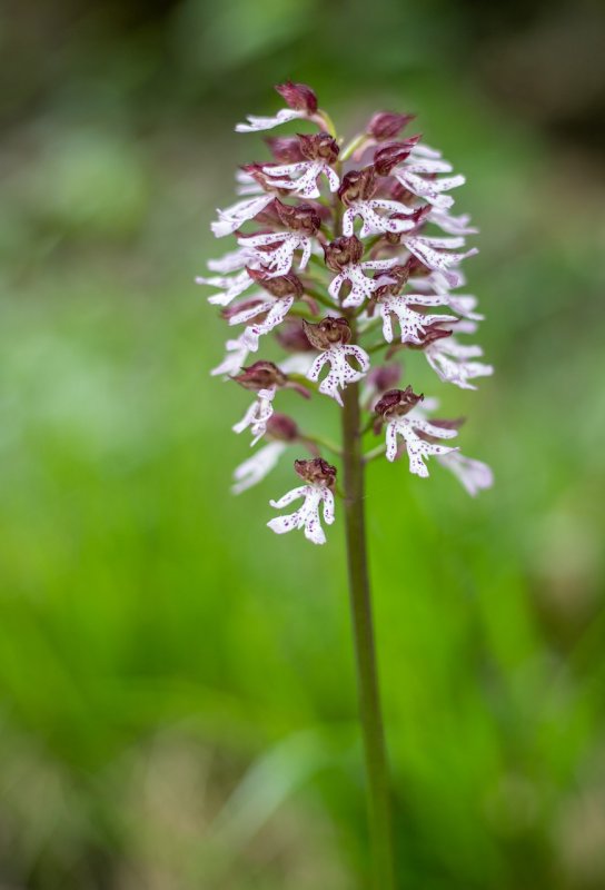 Ятрышник шлемоносный (Orchis militaris , 1753)