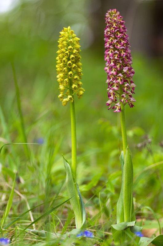 Ятрышник обожженный (Orchis ustulata l.)