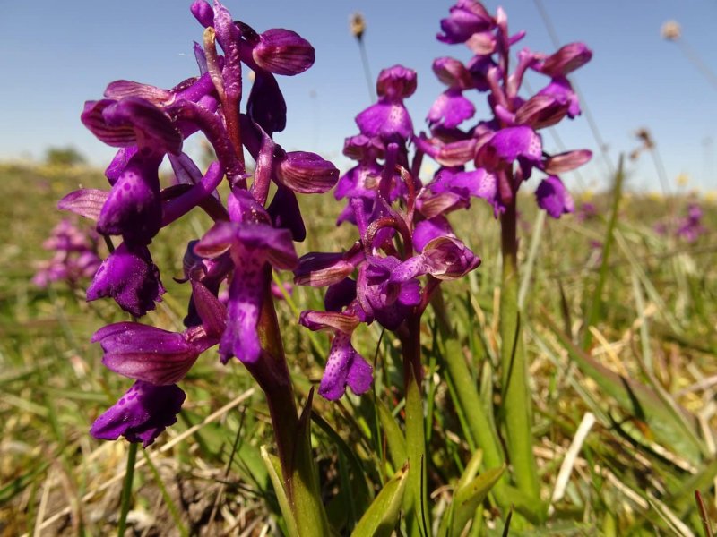 Ятрышник мелкоточечный Orchis punctulata