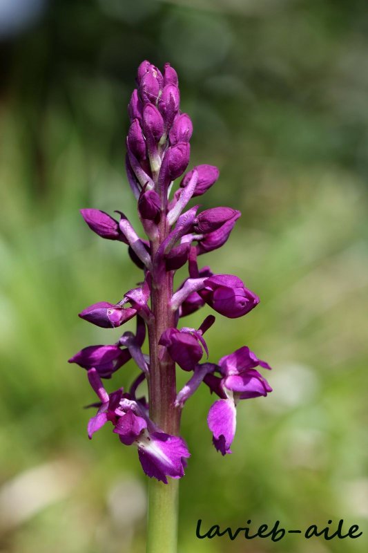 Ятрышник (Orchis)