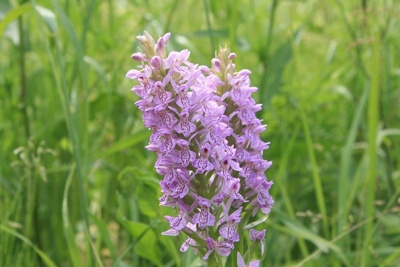 Ятрышник шлемоносный (Orchis militaris),