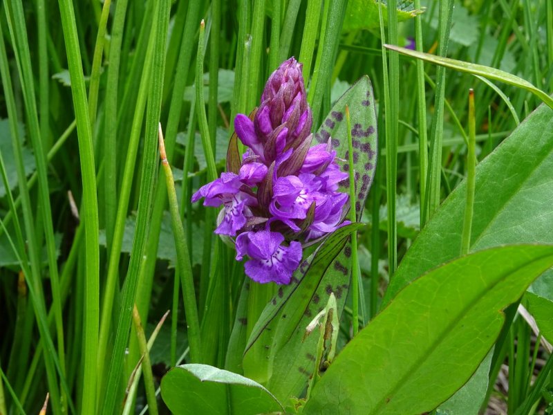 Ятрышник итальянский (Orchis Italica)