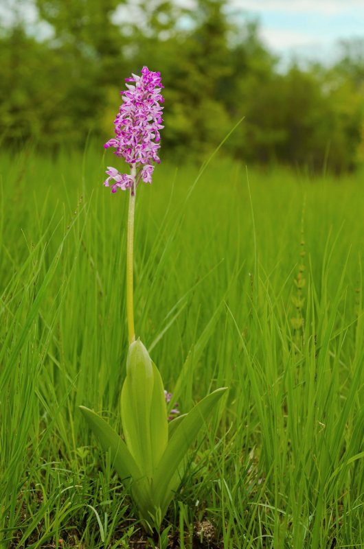 Orchis latifolia