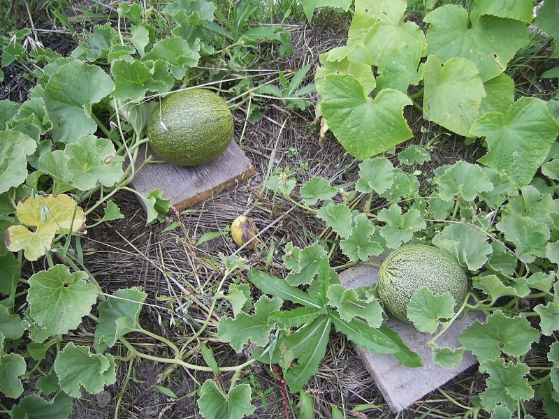 Дыня в огороде