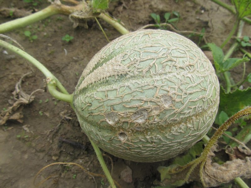 Gourd Vegetable