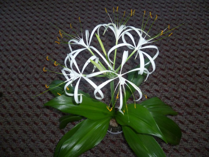 Гименокаллис speciosa