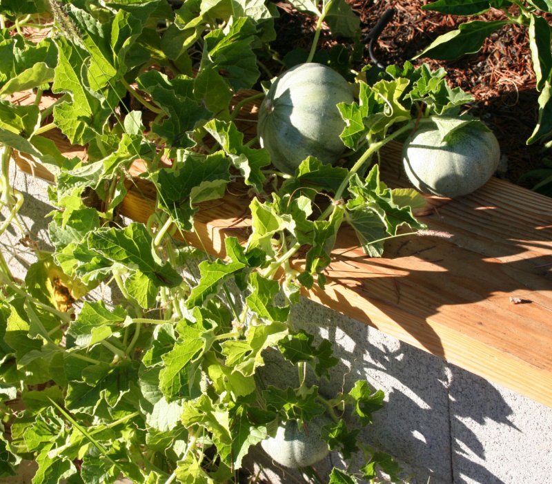 Дыня Cucumis Melo