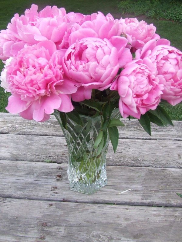 Пиони Пинк (Peony Pink)