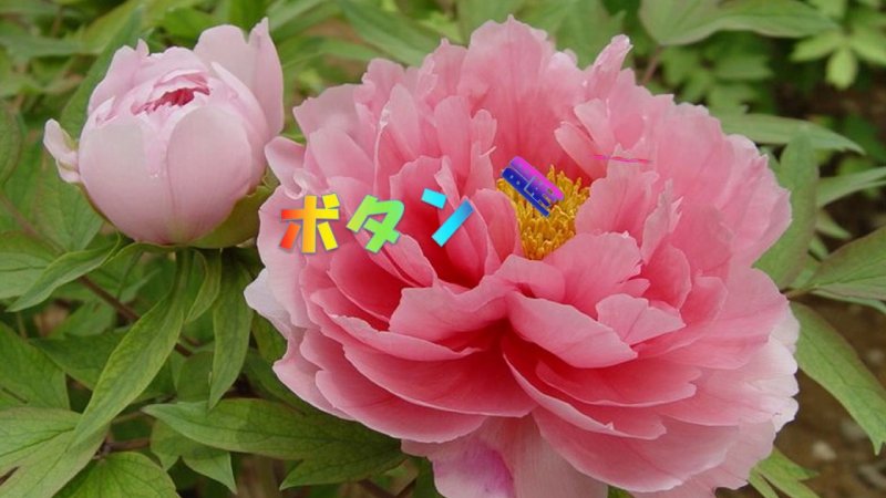 Пион древовидный розовая река
