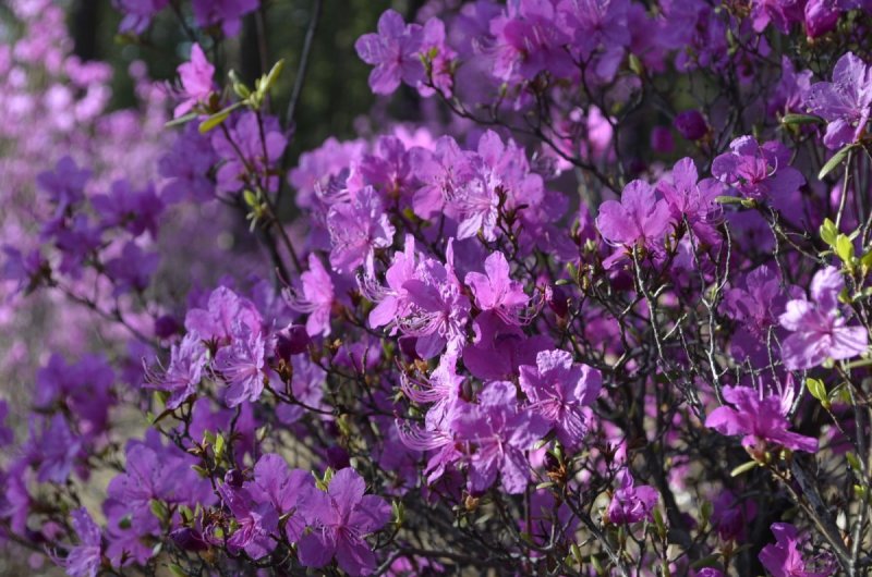 Рододендрон Даурский - Rhododendron dauricum