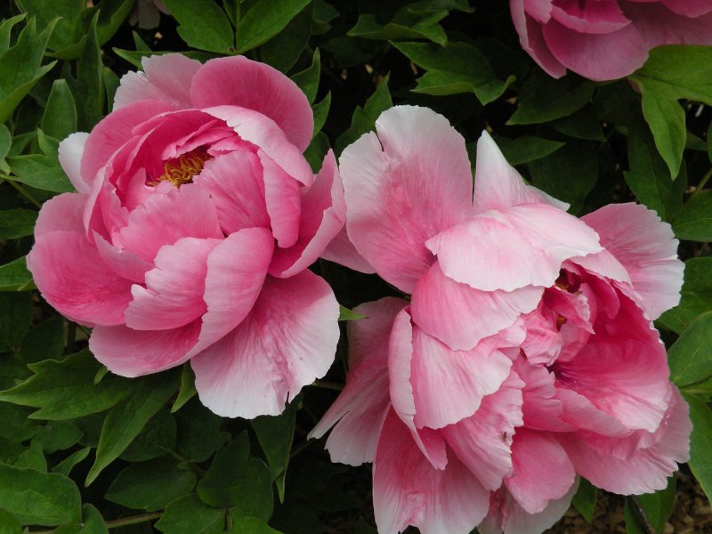Пион Peony Grand massive