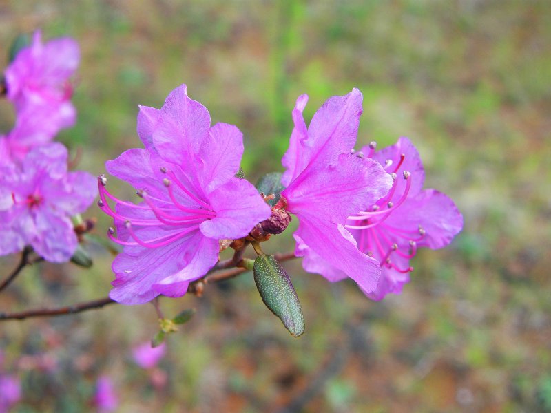 Рододендрон Даурский - Rhododendron dauricum