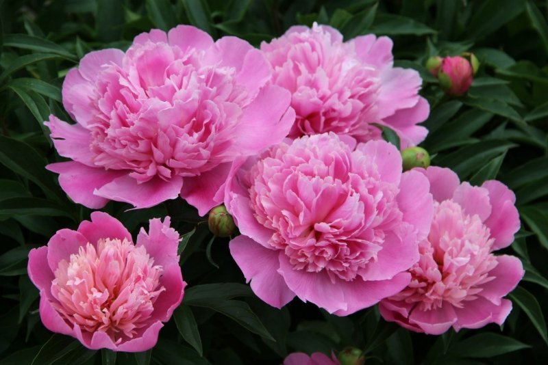 Пион Paeonia