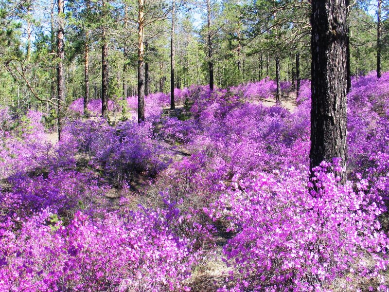 Rhododendron mucronulatum