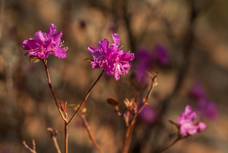 Рододендрон Даурский - Rhododendron dauricum