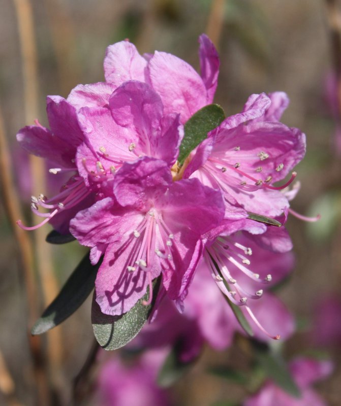 Рододендрон Даурский - Rhododendron dauricum