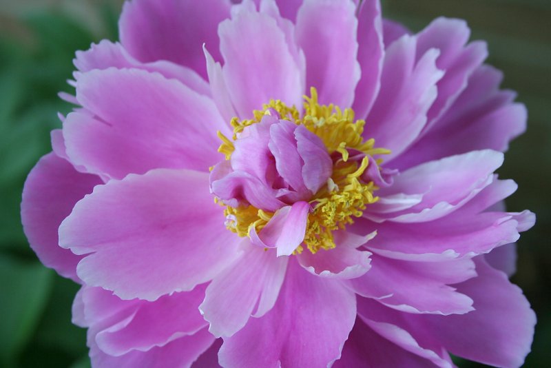 Пион Банатский Paeonia Banatica