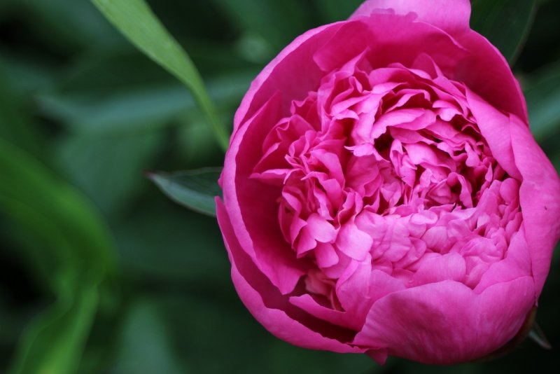 Paeonia (пион) Lowell Thomas
