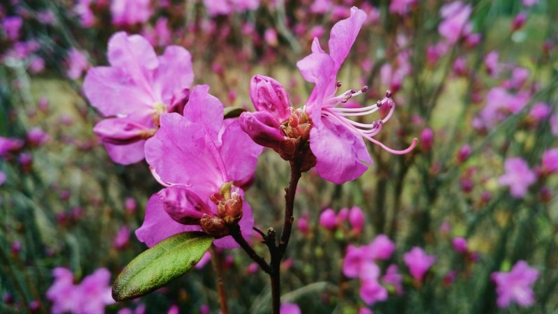 Рододендрон Rhododendron Ледебура