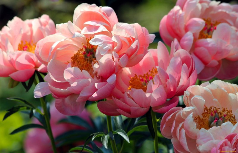 Пион Magnolia Flower