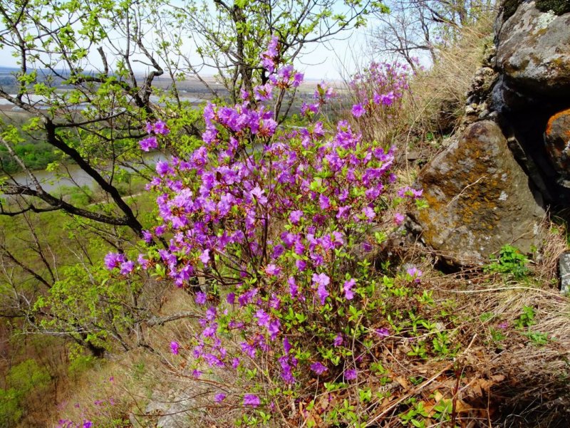 Багульник Дальневосточный