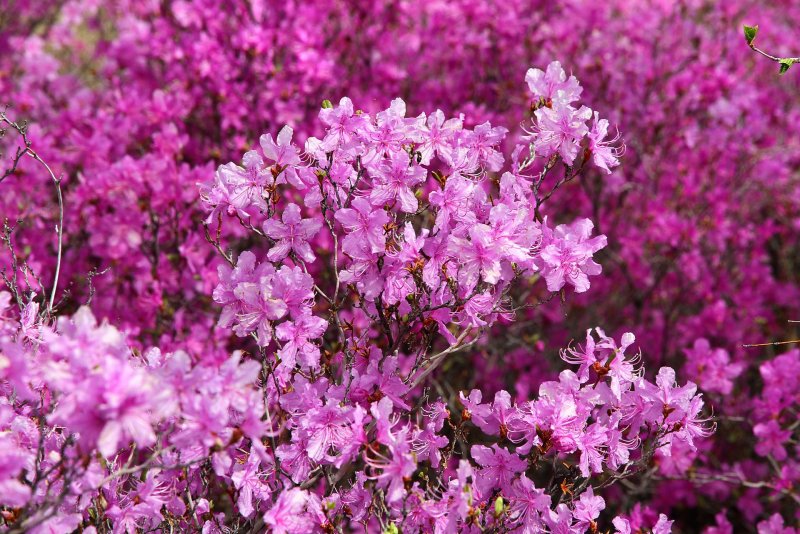 Rhododendron mucronulatum