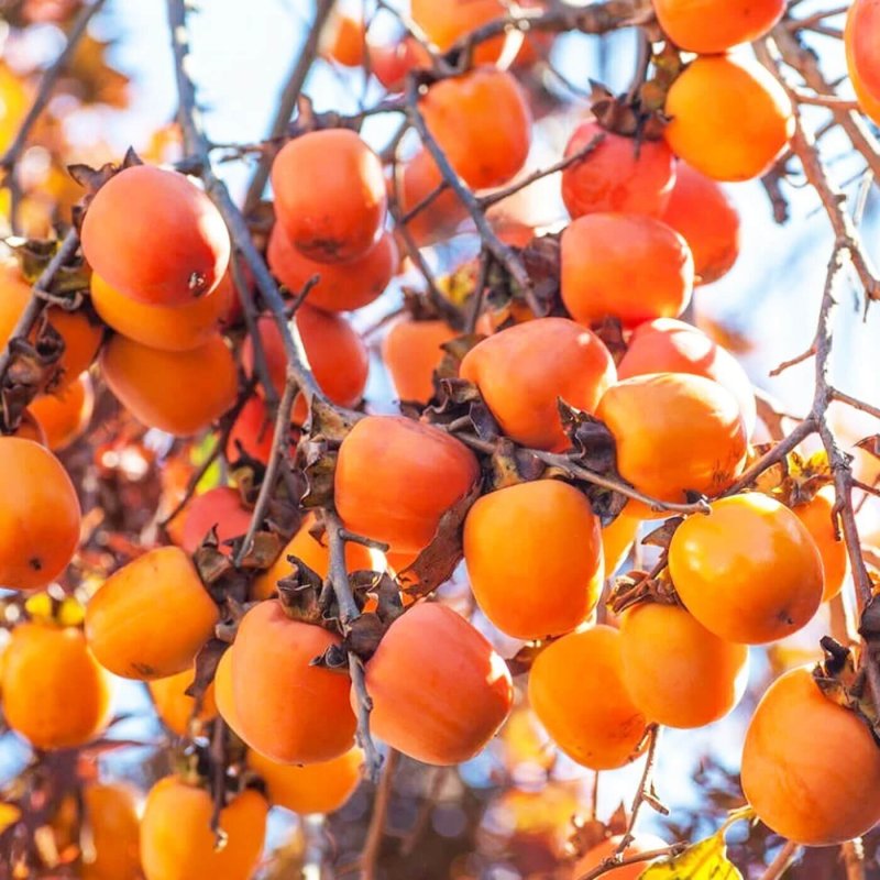 Хурма Diospyros