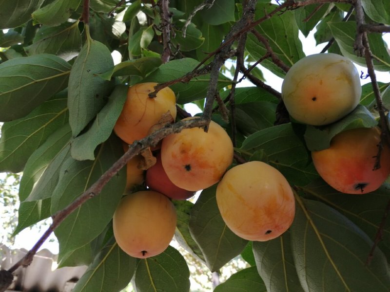 Diospyros Lotus