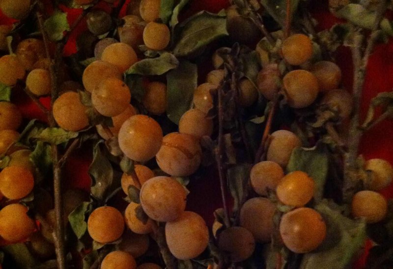 Diospyros oppositifolia
