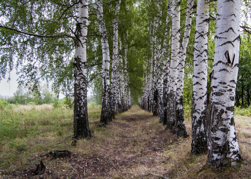 Берёза the Birch