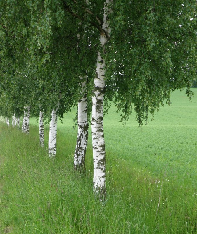 Березки березоньки