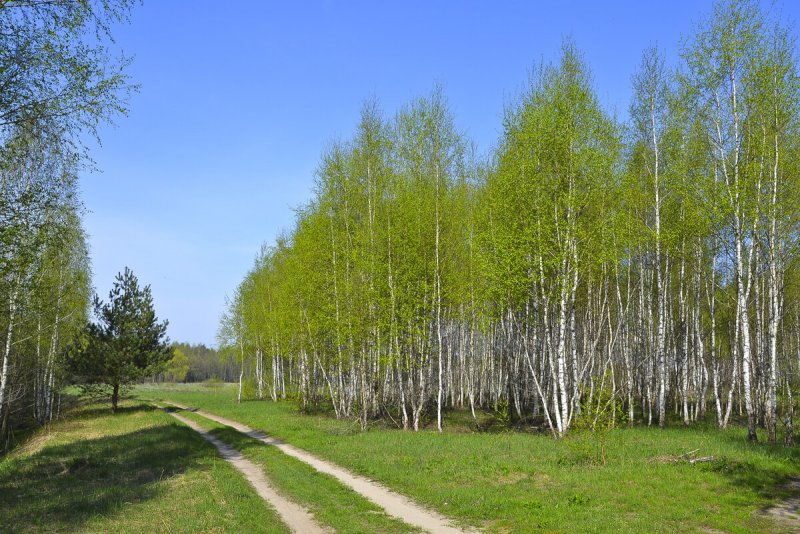 Природа Якутии березы