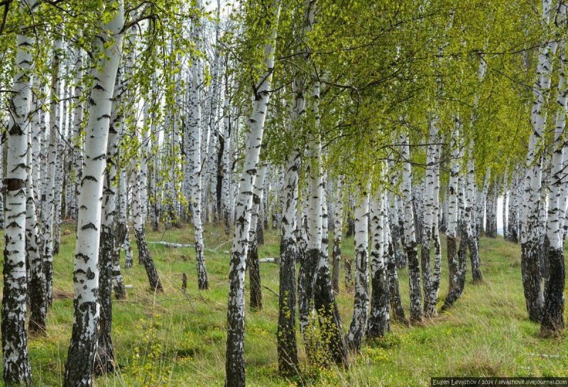 Россия Березка Россия Березка Березка Березка