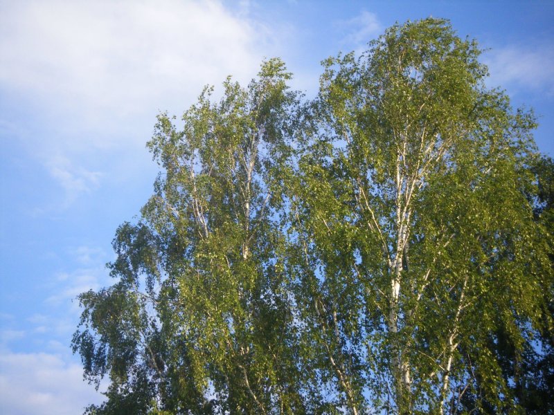 Кудрявая береза