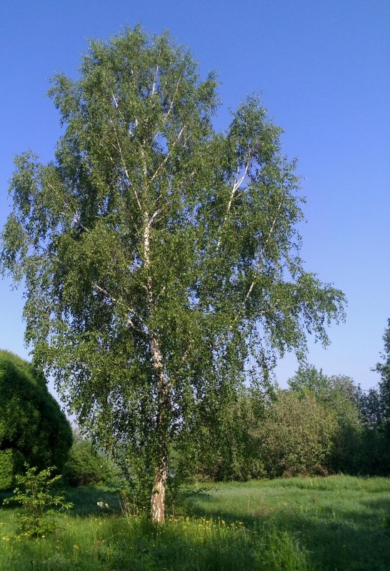 Береза ольхолистная