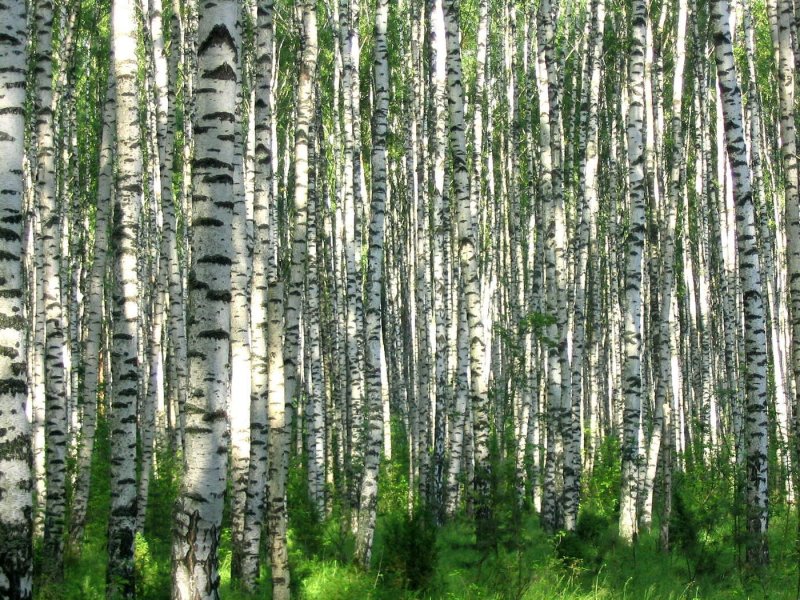 Березовая роща Хабаровск