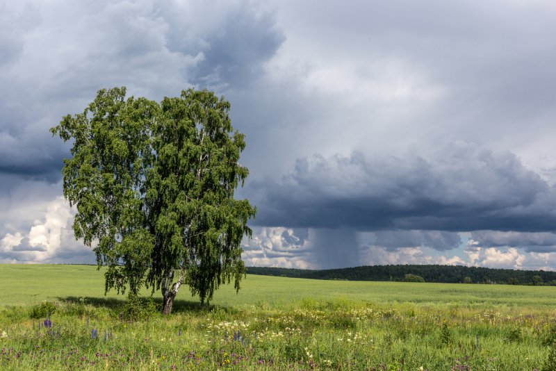 Одинокая береза летом