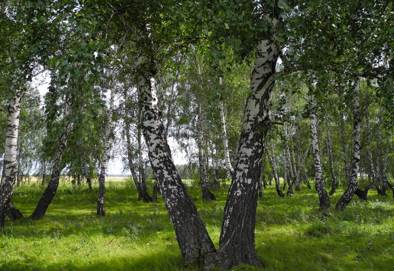 Сибирские деревья береза