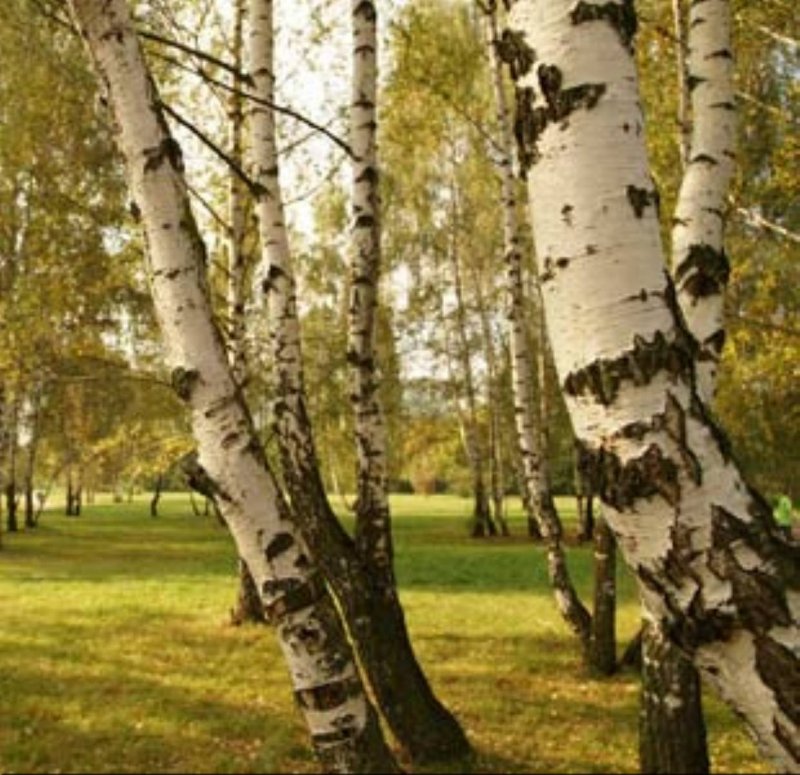 Береза Амурская