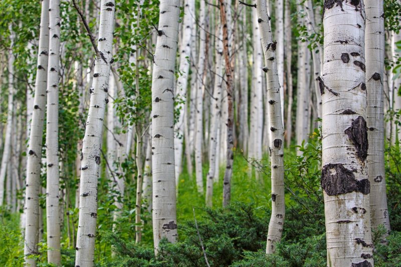 Берёза the Birch