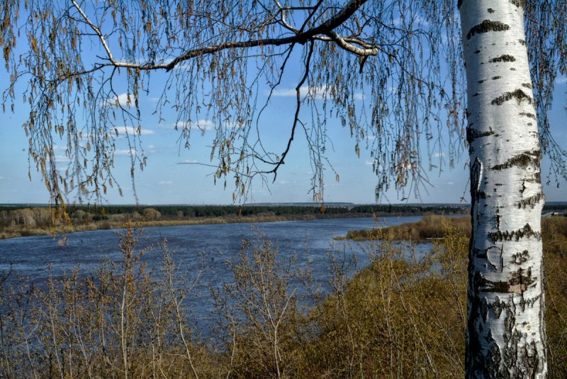 Береза вблизи