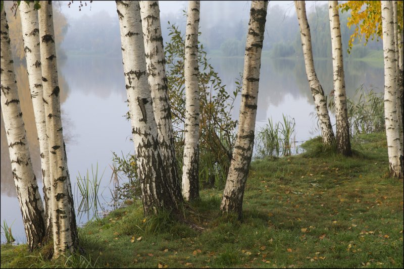 Березовая роща Шуя