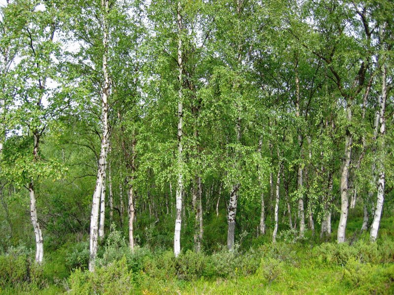 Береза бородавчатая Алтай