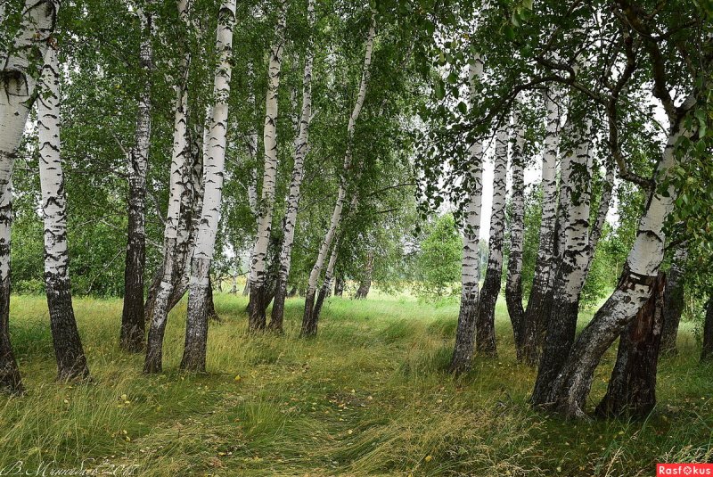 Вологда природа береза