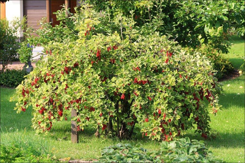 Смородина Садовая куст
