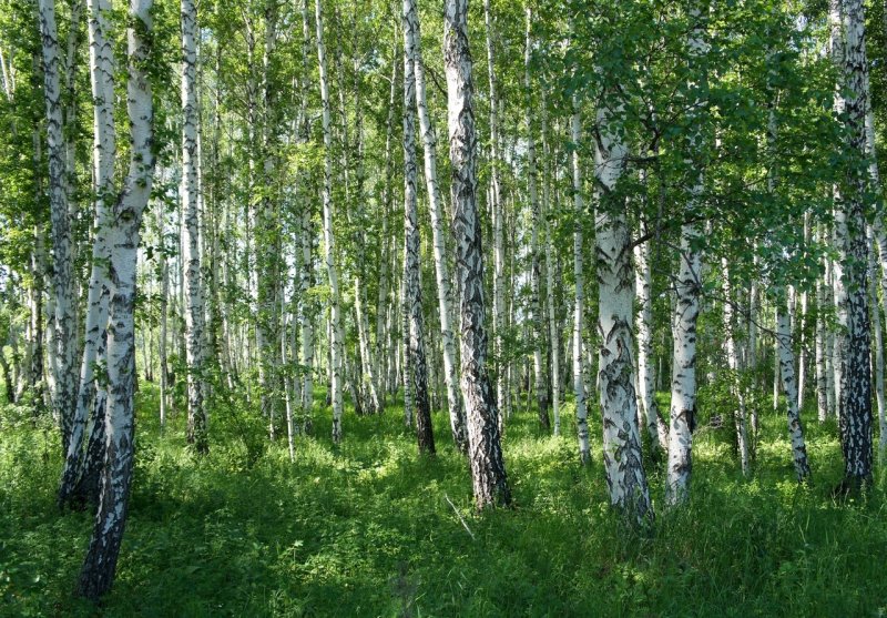 Природа Смоленска Берёзки