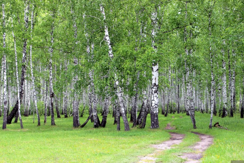 Березовый лес Некрасовка