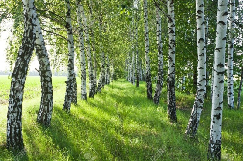 Троица береза Россия