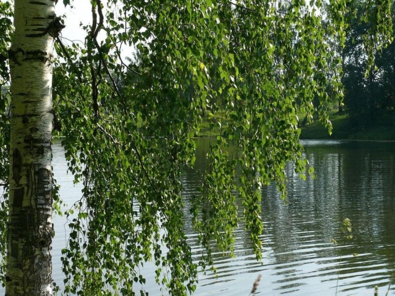 Плакучая береза